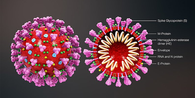 https://www.scientificanimations.com/coronavirus-symptoms-and-prevention-explained-through-medical-animation/