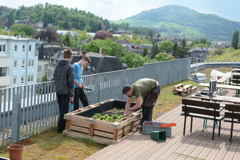 Gemüseanbau auf der Dachterrasse