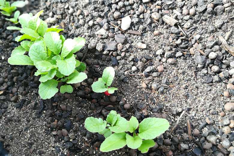 Radieschen auf der Dachterrasse